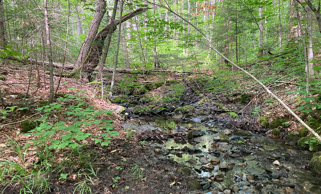 A small creek in a forest on a clear day