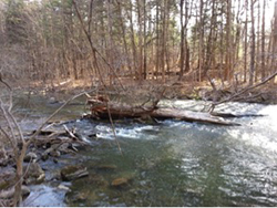 Natural process of trees in streams and rivers
