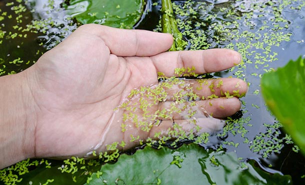 hand holding duckweed