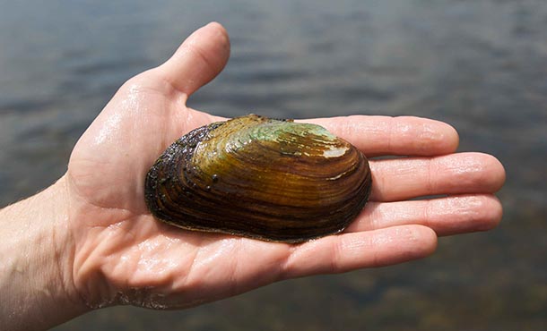 freshwater mussel in man's hand