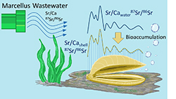 illustration of fracking bioaccumulation in mussels